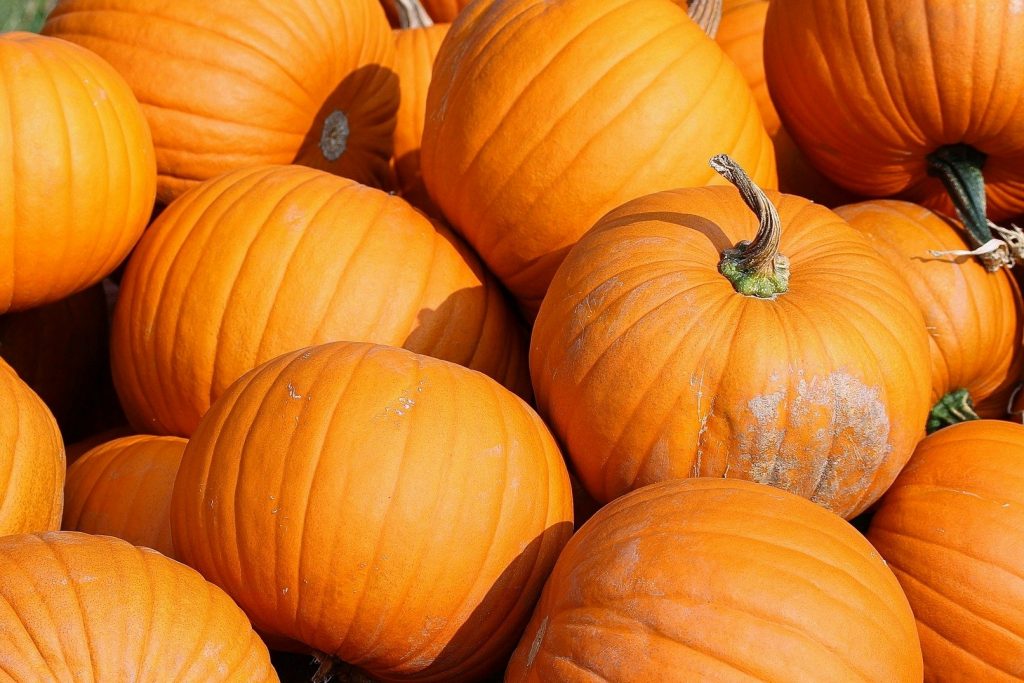This Christmas, Learn How To Grow Pumpkins At Home