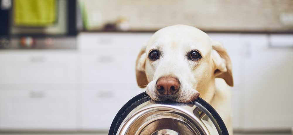 Are you finding the perfect remedy for dog anxiety?