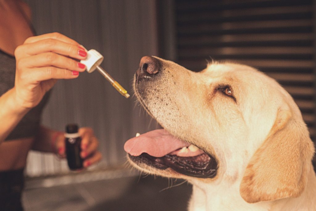 A Note On CBD Oils For Dogs